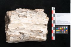 Foto (Objekt + Etikett) von Plantae indet.  (NHMW-GEO-2024-0188-11592)